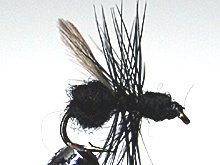 Black Flying Ant Gr.16 Nr.703/2