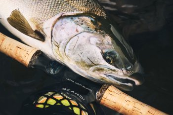Guideline Scandi Fly Reel Black/Bronze Die modernen Lachs-Fliegenrollen für Switch- und Zweihand-Ruten aus Schweden.