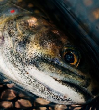Hardy Resonate Fly Reel Fliegenrolle Zeitlich begrenztes Sonderangebot und nur solange unser Vorrat reicht!