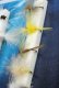Turrall CDC Dries Das CDC-Trockenfliegen-Set FinestFishingFlies