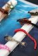 Turrall Stillwasser Nymps Selection Stillwasser-Nymphen FinestFishingFlies