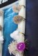 Turrall Carp Flies Selection Die Karpfenfliegen-Kollektion FinestFishingFlies