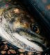 Hardy Resonate Fly Reel Fliegenrolle Zeitlich begrenztes Sonderangebot und nur solange unser Vorrat reicht!