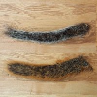 Squirrel-Tail Natur (Eichhörnchen-Schwanz)