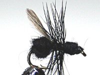 Black Flying Ant Gr.16 Nr.703/2