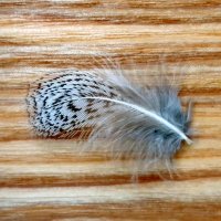 Veniard English Partridge Rebhuhn Federn