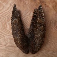 Veniard Woodcock Wings Waldschnepfen-Flügel